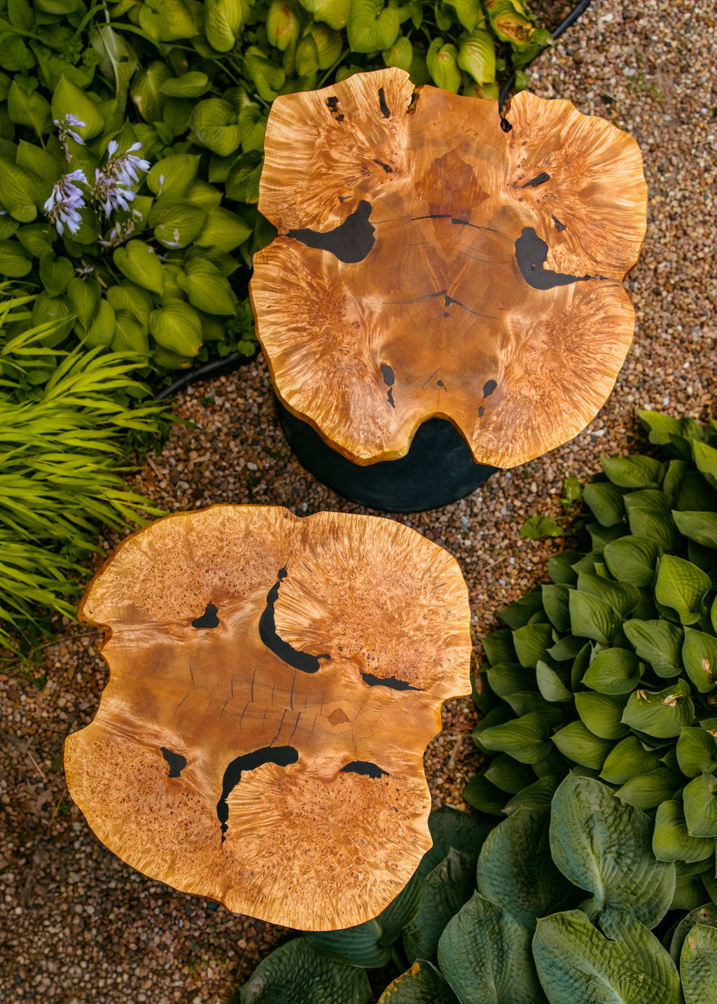 Maple burl and Dyed White Oak side table pair