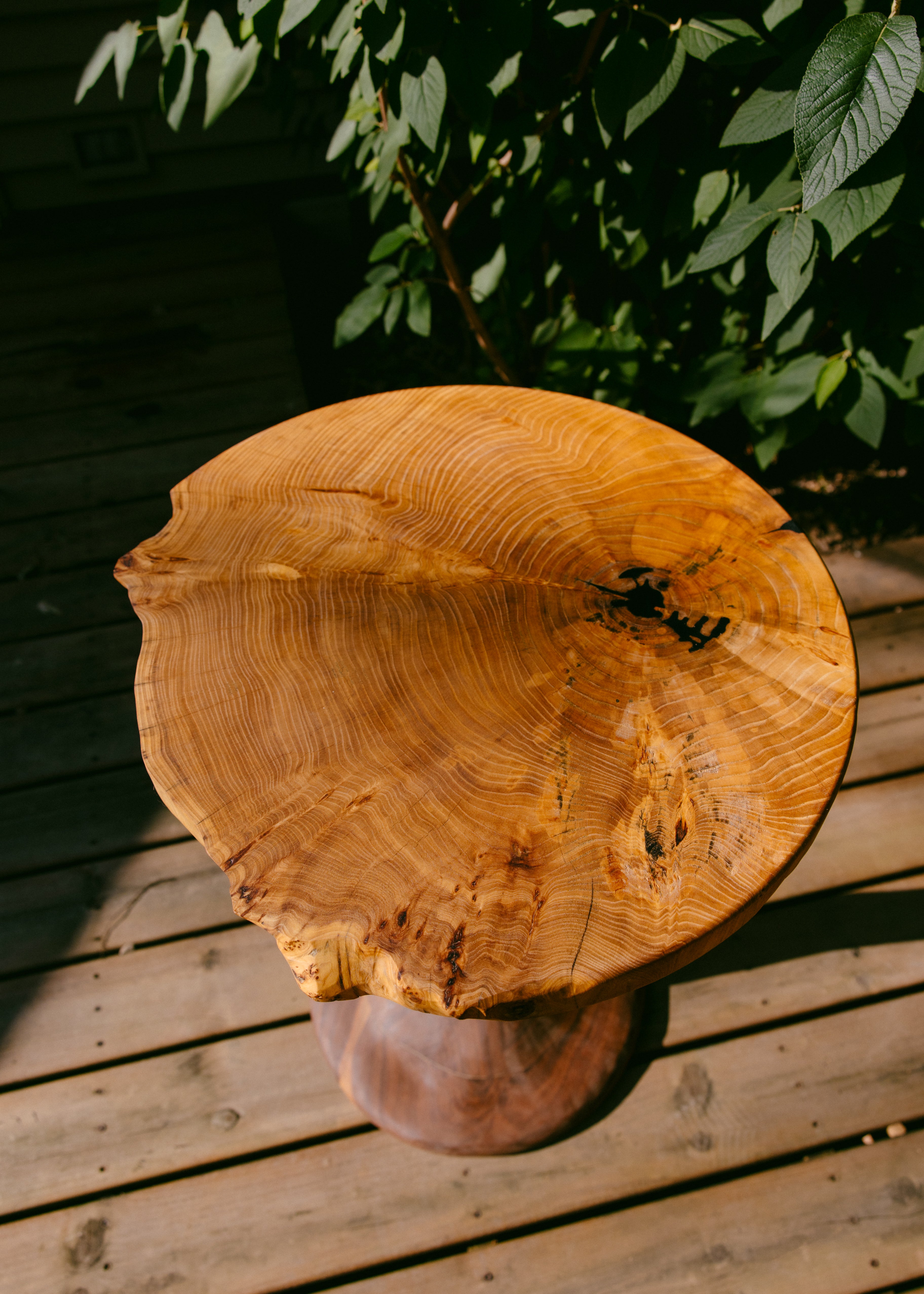 Elm cookie burl and walnut side table